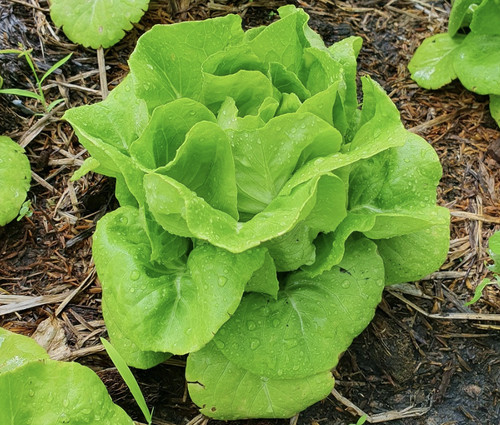 Lettuce all year - lettuce,