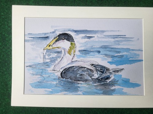 Eider duck hand drawn - duck, original