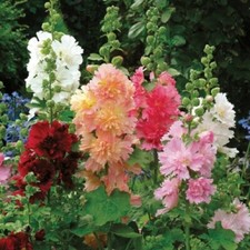 25 Hollyhock Majorette Dwarf