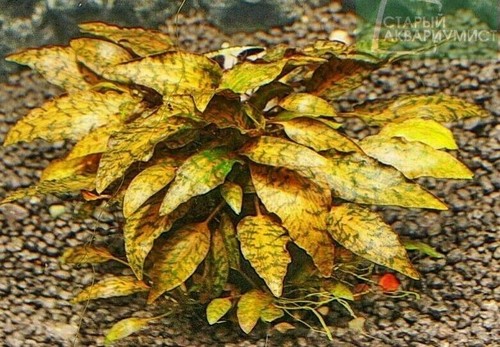 Cryptocoryne nurii live - cryptocoryne,