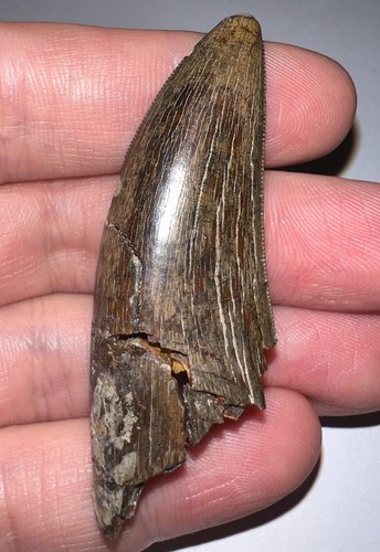 Huge daspletosaurus - daspletosaurus, or