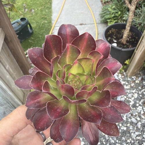 Aeonium charm variegated - ,