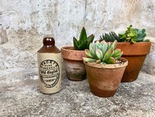 Vintage Bottle Stacey's Pure