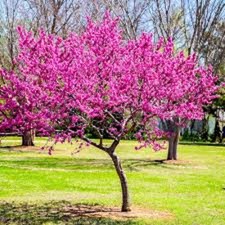 1 Eastern Redbud Tree 12-24"