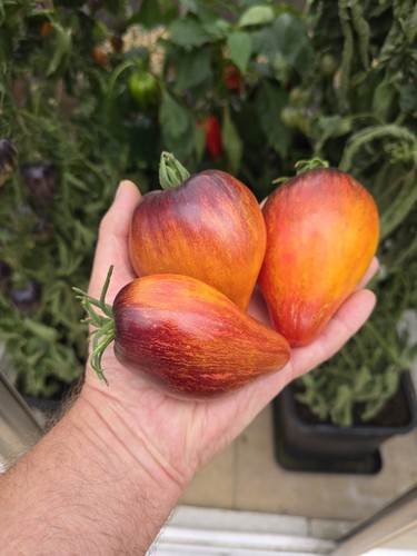 Sofia sweet caramel tomato - sweet,