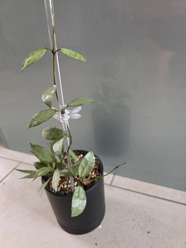 Hoya lacunosa white - pearl, 2