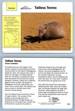 Tailless Tenrec #102.3 Mammals - Grolier Wildlife Adventure Card