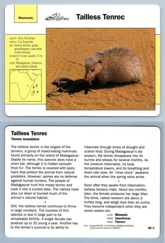 Tailless tenrec 102 mammals - tenrec,