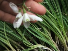 Set snowdrop plants - set, of