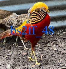 PRESALE (6 Red Golden Pheasant