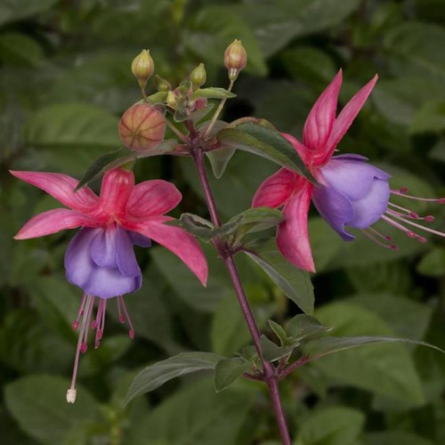 Fuchsia double plug - , x