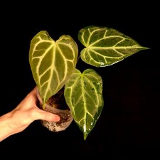 Anthurium 'Black Widow' x
