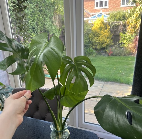 Swiss cheese plant monstera - plant,