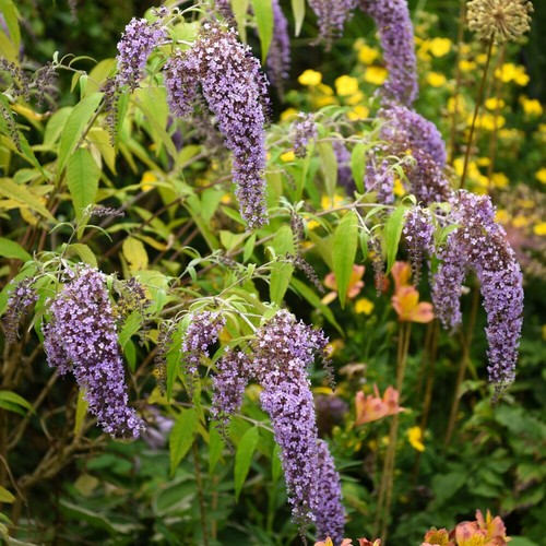 Buddleja davidii wisteria - buddleja, lane