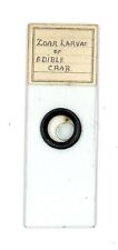Antique glass Microscope slide Zoar Larvae of Edible Crab #68