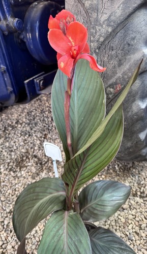 Canna cannova bronze - ‘cannova,