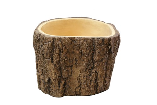 Cactus plant bonsai tree pot - cactus,