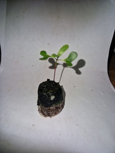 Eucalyptus blue gum globulus - blue, gum,