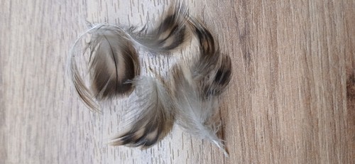 Duck feathers craft - duck, craft,
