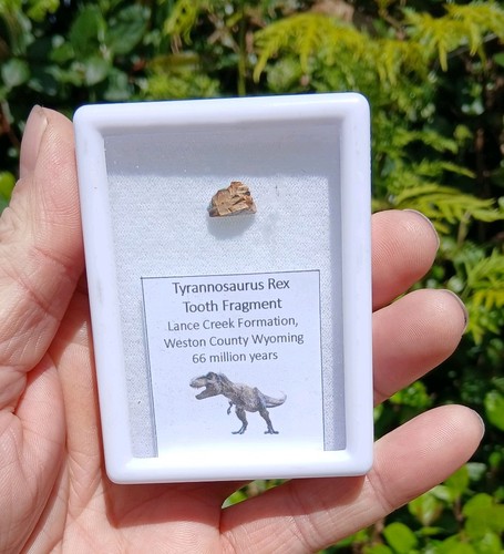 Genuine rare tyrannosaurus rex - genuine,