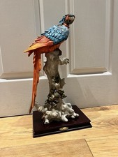 HUGE STUNNING PARROT ON ROCKS