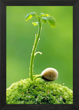 Shoots Framed Wall Art Poster