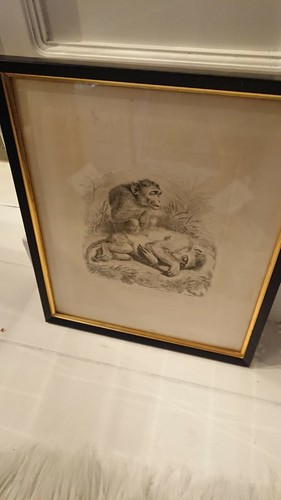 Thomas landseer monkeyana - thomas,