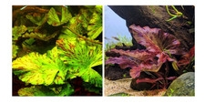 Nymphaea lotus | Red & Green Tiger Lotus Live Aquarium Plant | Colour Varieties