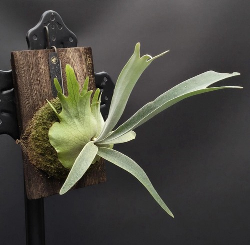 Platycerium moonlight auburn - platycerium,