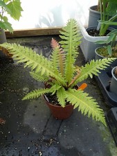Blechnum Brasiliense Volcano