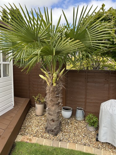 Trachycarpus fortunei palm - trachycarpus,