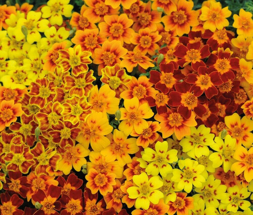 Tagetes tenuifolia signed - tagetes,