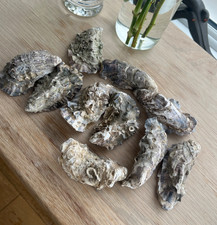 10  x Naturally XL Oysters Shells For Deco & Craft