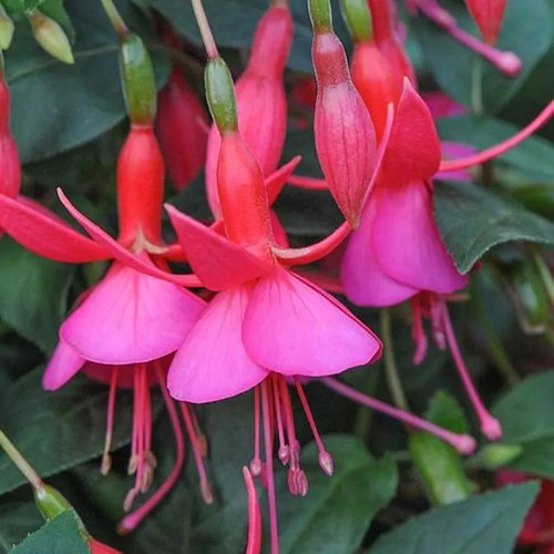 Fuchsia display plants - fuchsia,