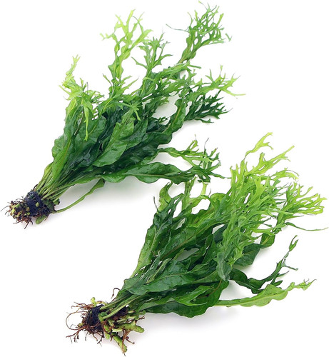 K2aqua java fern windelov - java,