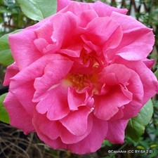 Pink Showers - Rambling Rose