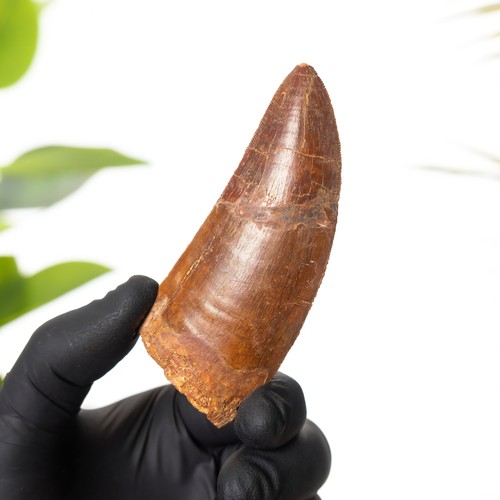 Inch african t - 3.59, "african