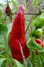 Aji Mirasol Colorado