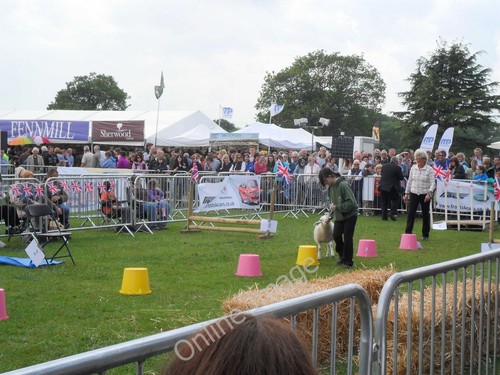 Photo 6x4 sheep - sheep, racing,