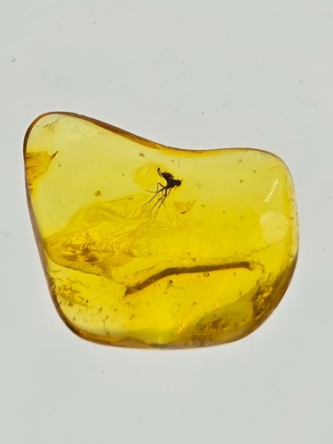 Natural baltic amber - natural, insect