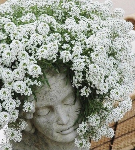 Alyssum 100 seeds - carpet, of