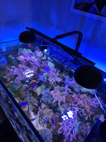Tmc reef photon - tmc,