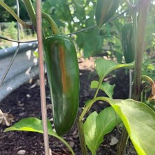 Jalapeño Chilli  Plug Plant