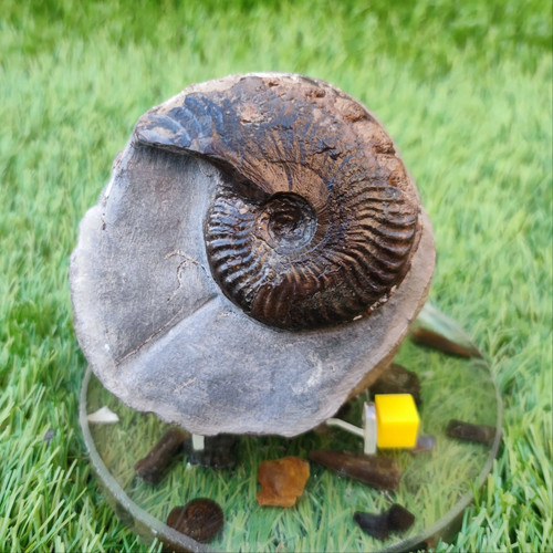 Pseudolioceras ammonite whitby - pseudolioceras,