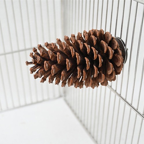Pinecone bird perch - bird,