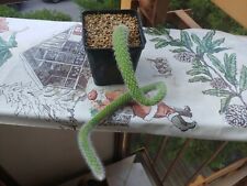 Hildewintera Monkey Tail