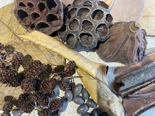 Large Enrichment, Shrinp