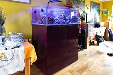 marine reef aquarium fish tank