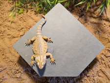 XL Large Personalised Laser