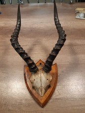 Antique/vintage Impala antilope 18 Ins Mounted Horns